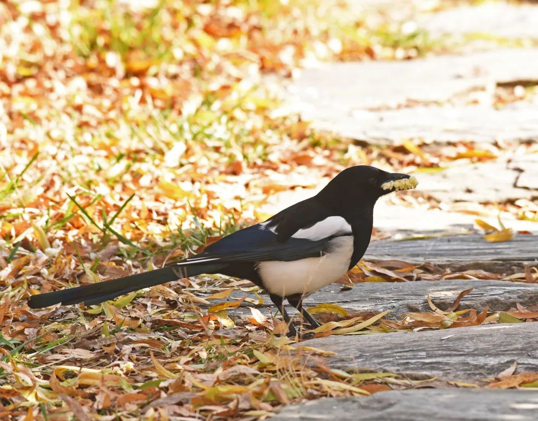 为啥乌鸦不敢招惹喜鹊,喜鹊凶猛