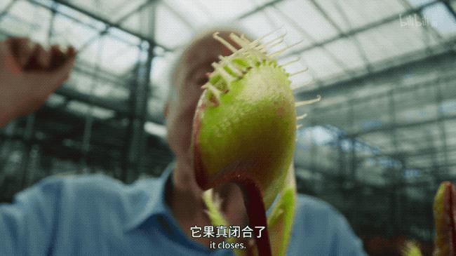 提高认知增长知识的高分纪录片,孩子必看的5部纪录片