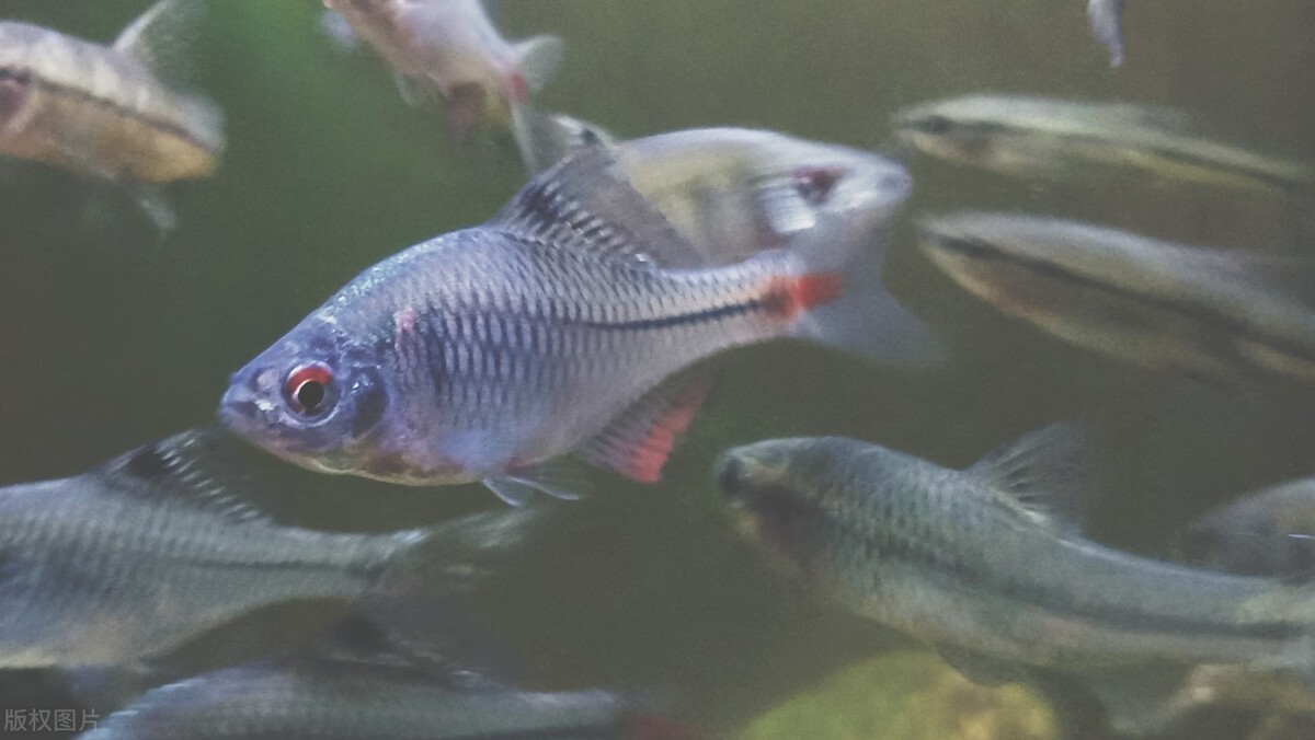 农村常见的“屎光皮”，为何说它是一种“借腹生子”的鱼？