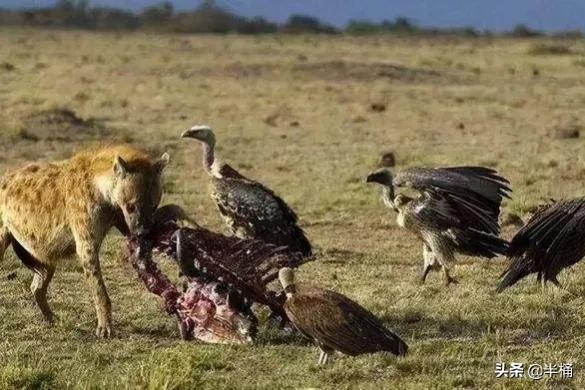 腐肉没有营养为什么有的动物吃,动物为什么能吃腐肉