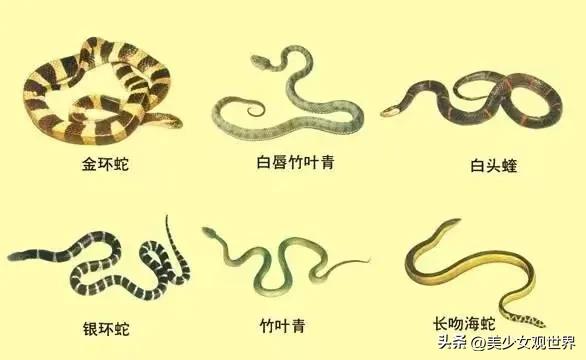 被五步蛇咬到会死吗,被五步蛇咬了走五步会死吗