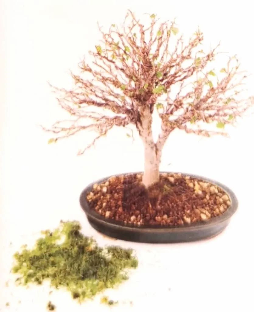 苔藓盆景怎么养水苔,苔藓盆景的养殖方法解答