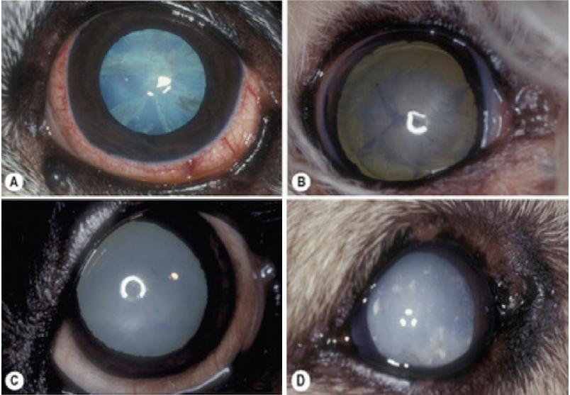 宠主三个月狗狗眼睛变白色？菲尔顿：再不治就要失明了