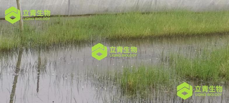 蝌蚪发生水霉病是什么原因,蝌蚪气泡病可以放纯净水里吗