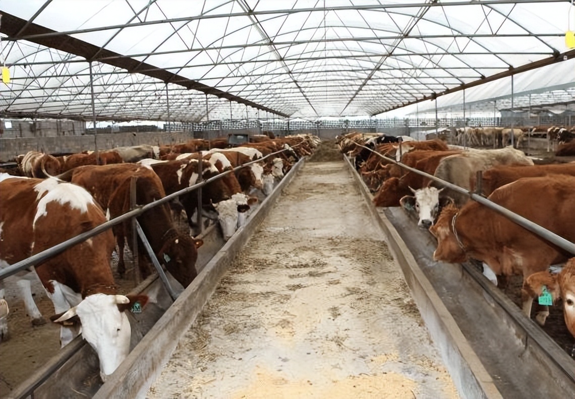 牛在任何时候都会吃东西吗,牛总是吃草吃不饱不吃了怎么办