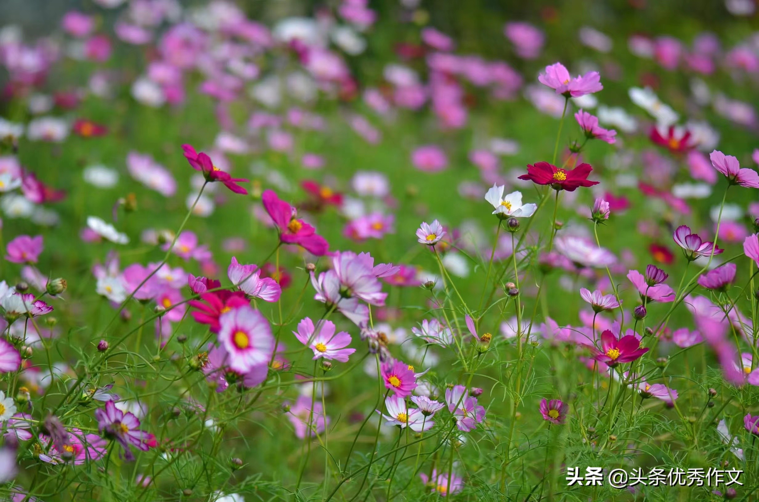 北疆之行呼伦贝尔大草原,诗和远方阿拉善