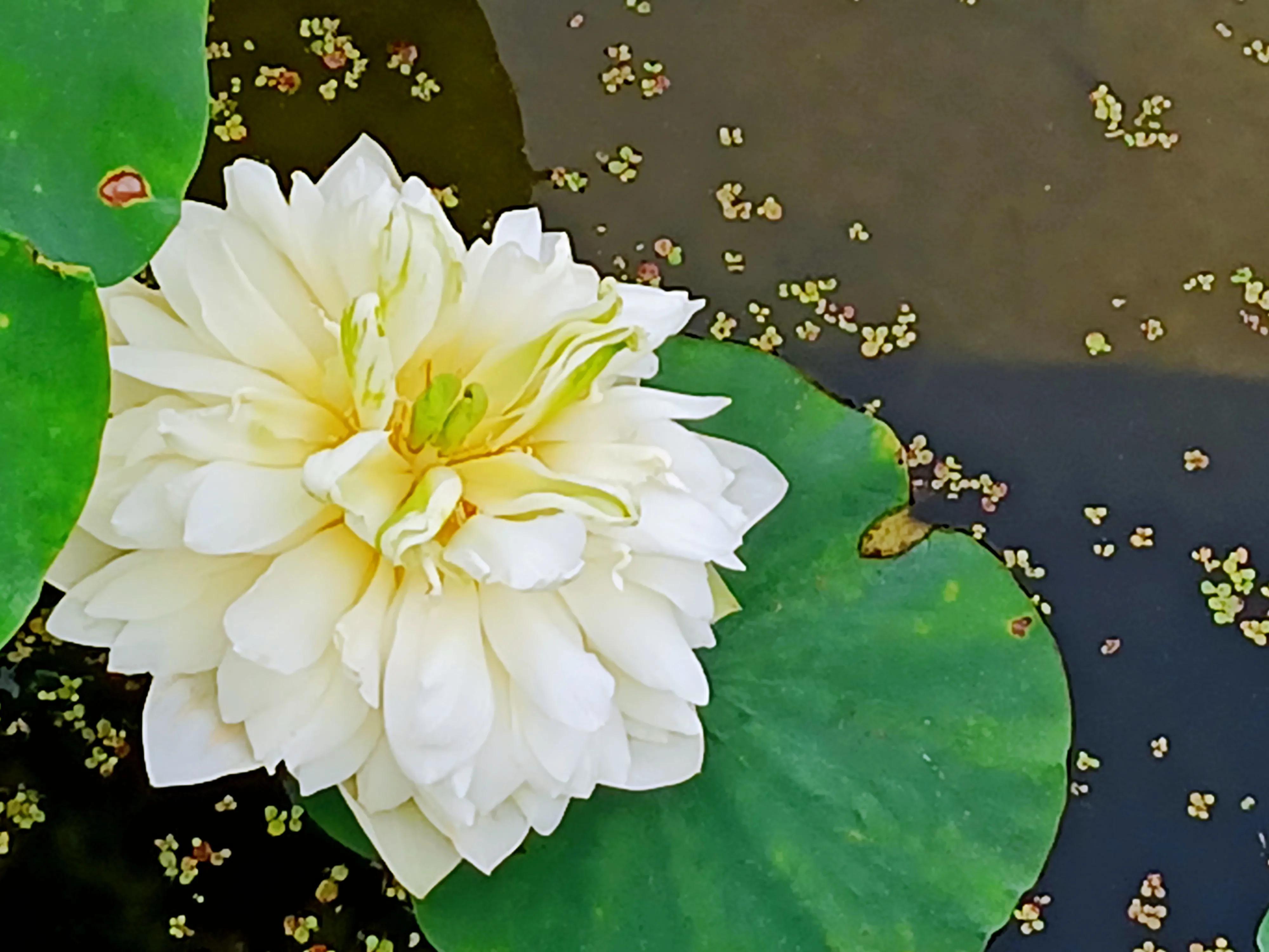 高龄胰腺癌晚期还有必要化疗吗,胰腺癌晚期医生建议不化疗