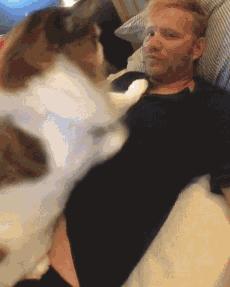 美国缅因猫可以养吗,为什么不介意养缅因猫