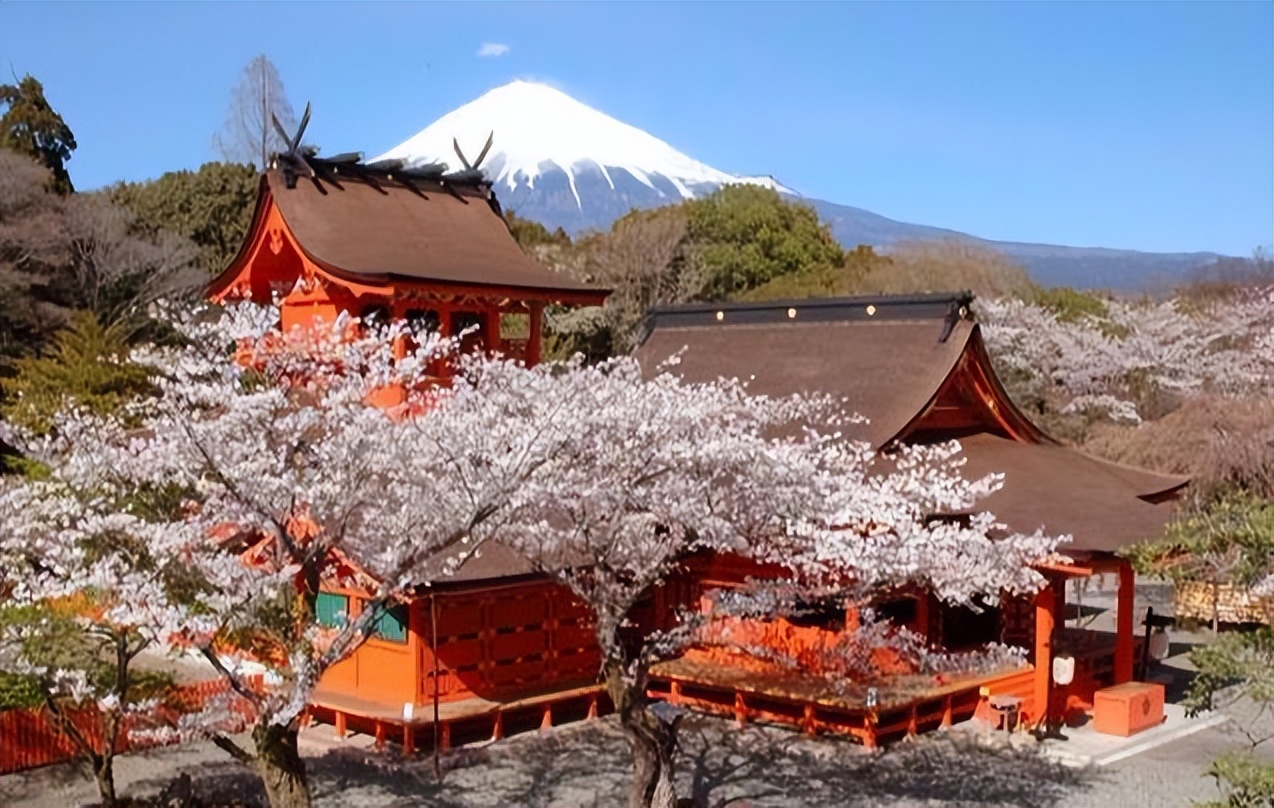 日本樱花为什么一年四季都盛开,樱花是如何成为日本的象征的