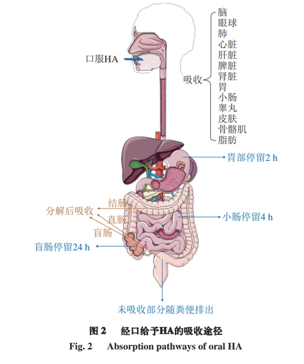 透明质酸钠修复皮肤屏障,权威专家谈维a酸对皮肤的作用