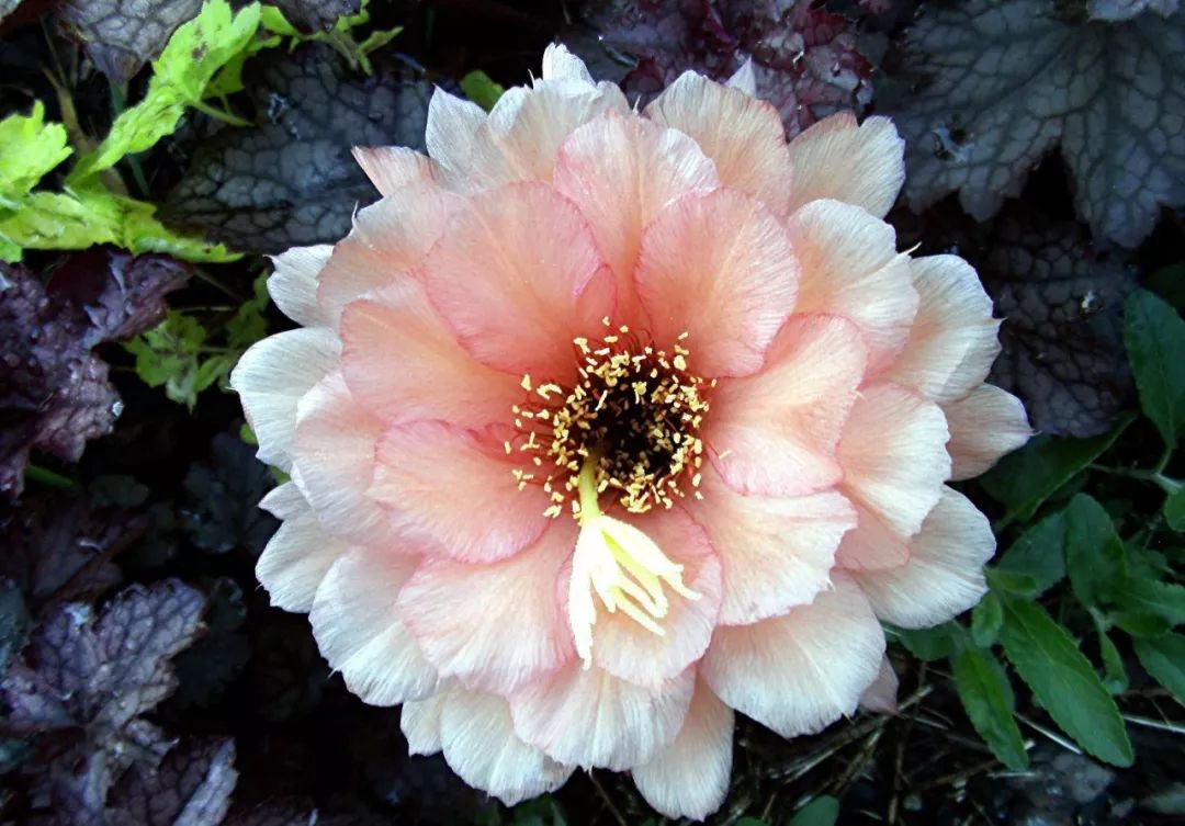 200种·仙人球开花图鉴，大开眼界，美到爆