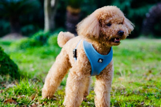 如果泰迪不吃东西怎么办,泰迪不爱吃狗粮了怎么办呢