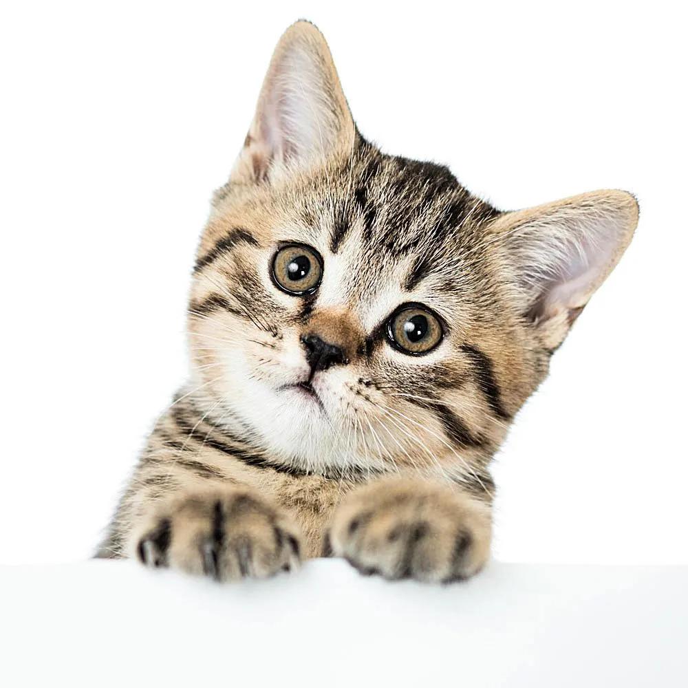 可爱的小猫优秀作品欣赏（二）