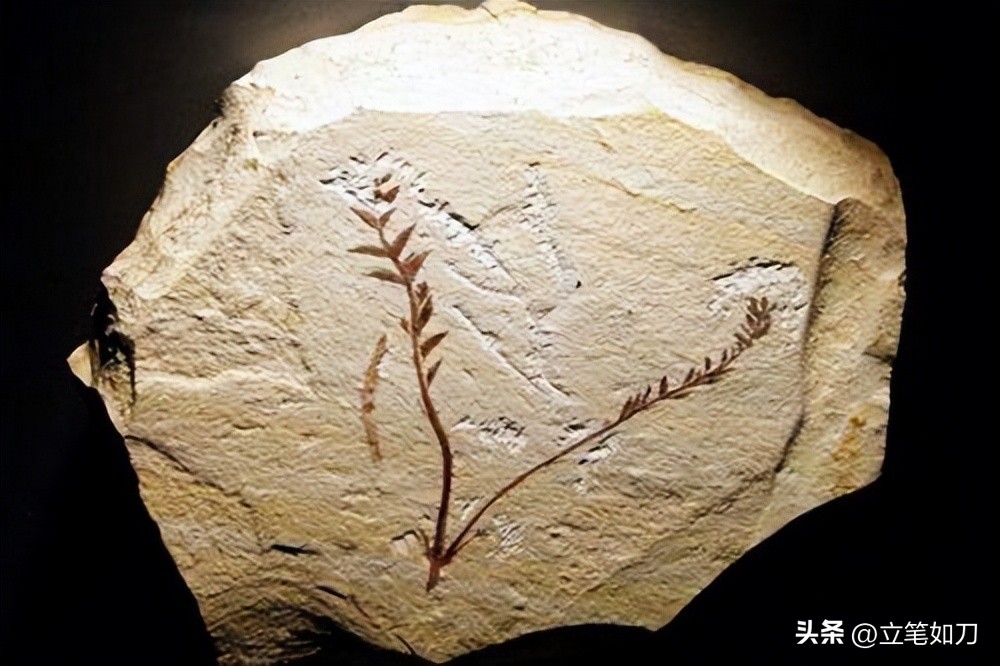 辽宁凌源:世界第一朵花在这里盛开!