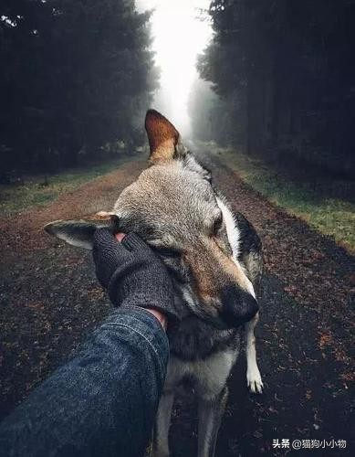 捷克狼犬超帅的照片,捷克狼犬是真的帅