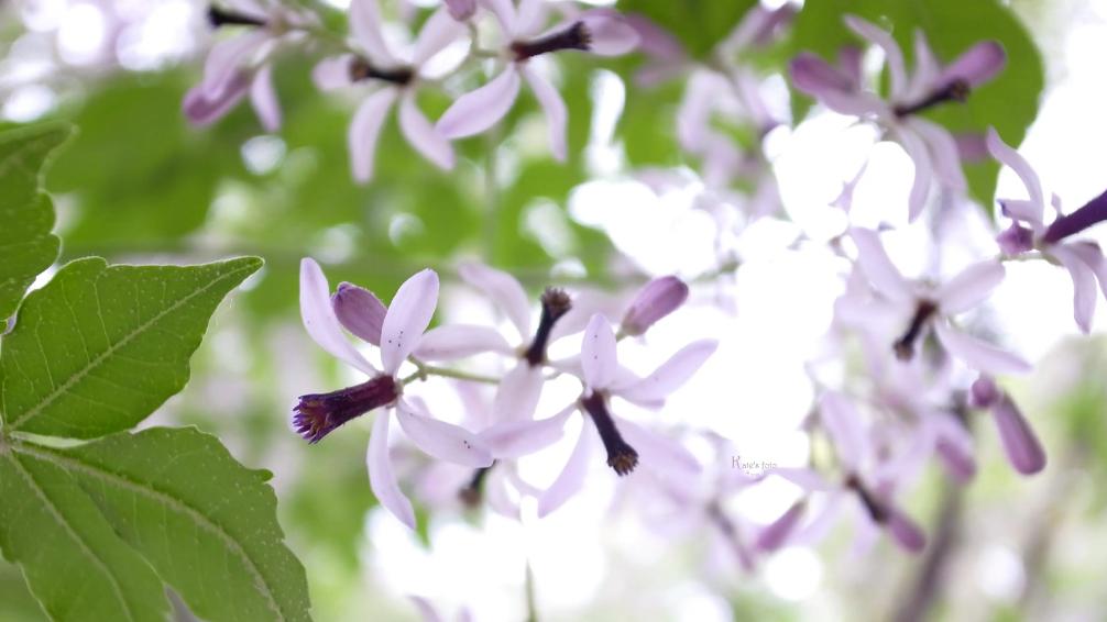 咏楝花的古诗词,有关楝花的诗