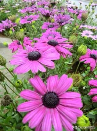 地上的花开万紫千红,心中有花香人生四季皆风景