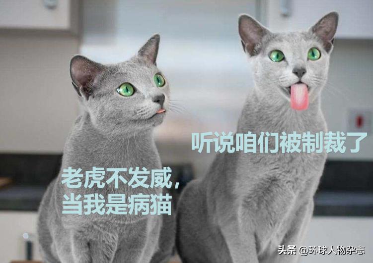 猫咪被惩罚了一直叫,俄罗斯猫被制裁是怎么回事