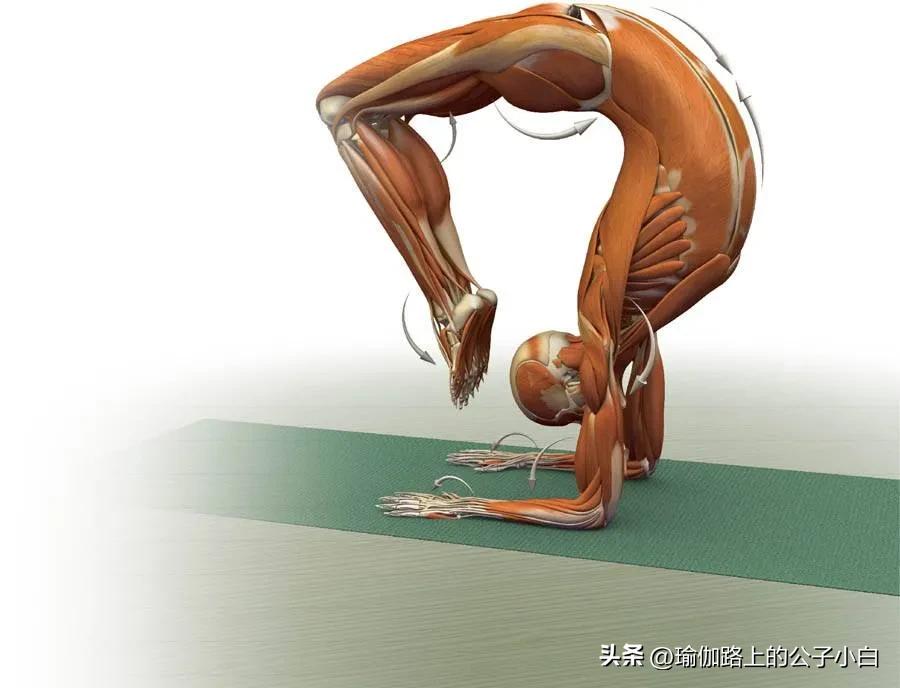 瑜伽解剖体式哈他,瑜伽解剖体式讲解