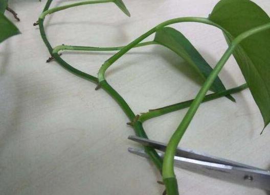 绿萝扦插水培的方法与技巧,绿萝剪枝扦插方法水培教程