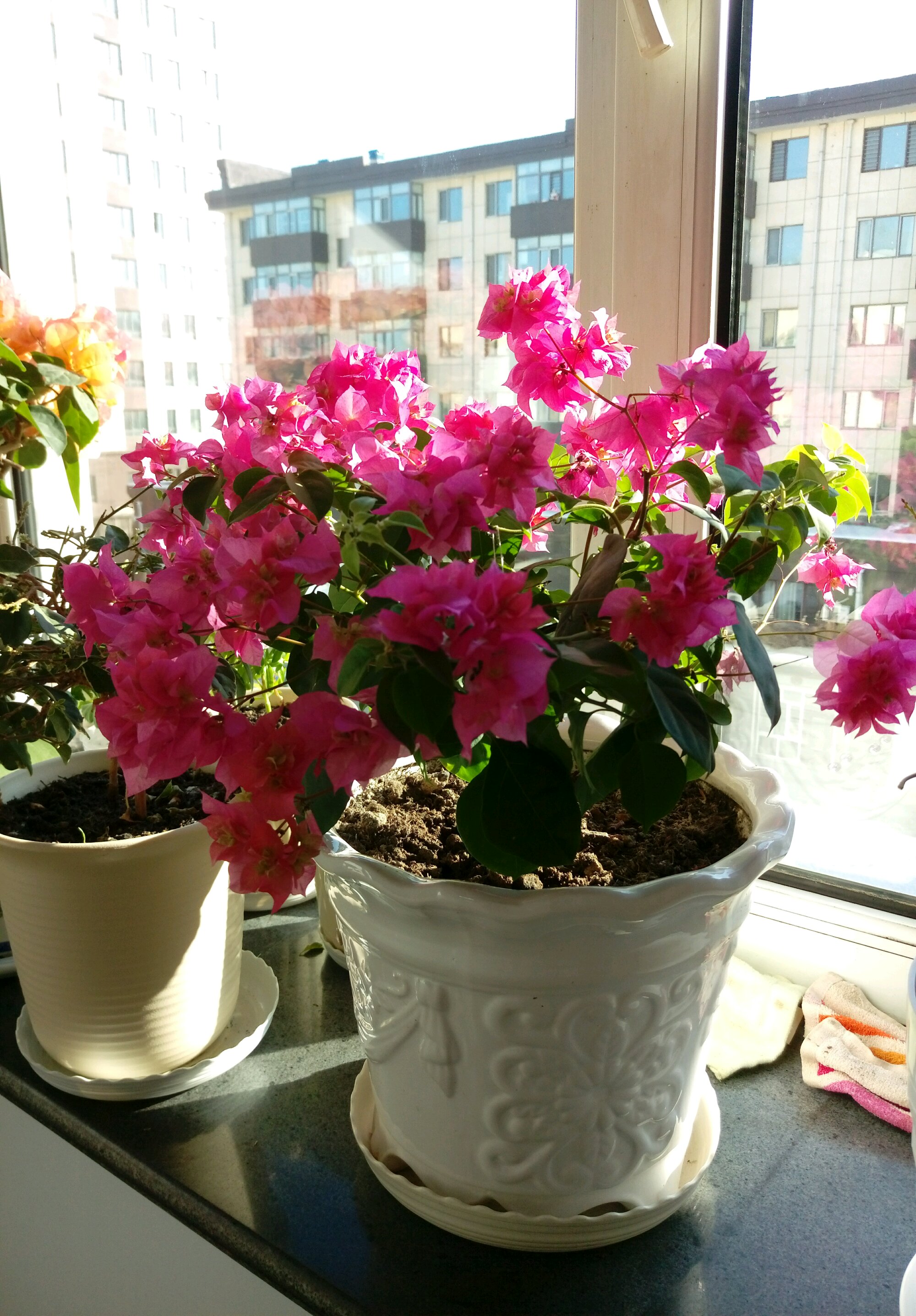 最好看的三角梅有几种,浅粉色重瓣三角梅