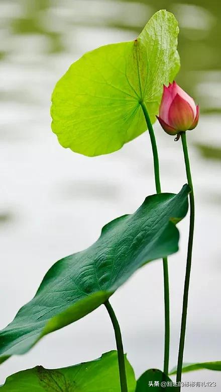 难得一见绝美一清二楚郁金香壁纸,难得一见雪景壁纸