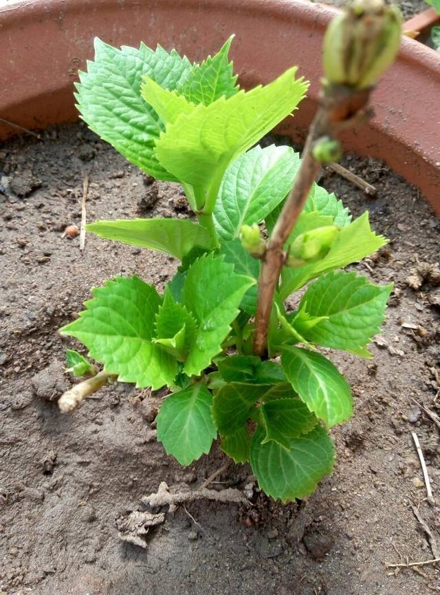 教你扦插大法扦插什么植物都能活,扦插小技巧栽培小妙招