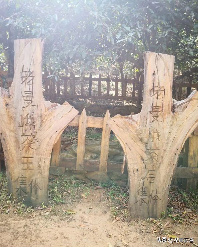 “自古名寺出名茶”，什么样的茶才能称为禅茶呢？