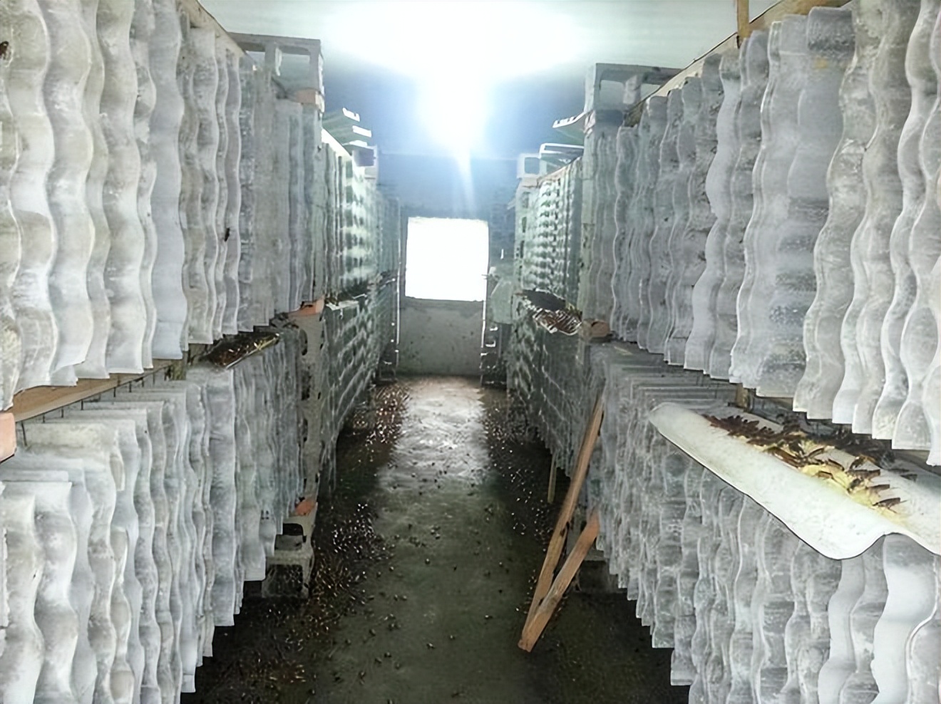 餐厨垃圾养殖蟑螂怎么拿补贴,山东养殖蟑螂解决餐厨垃圾