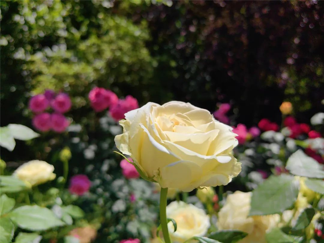 海淀旅游必去十大景点推荐,海淀区旅游免费景点推荐