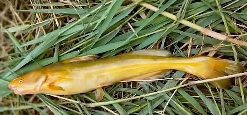 河鲜十大必吃美食,100种极品河鲜美食