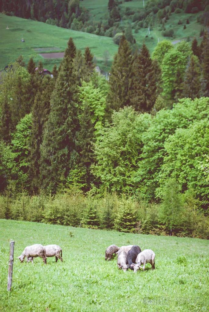 绿草自然风景图片,惊艳高清山水花草风景图片