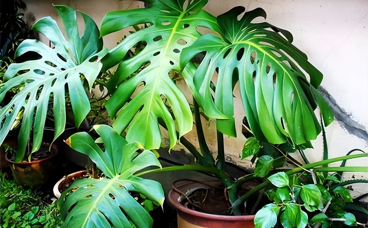 养花达人必备的44个养花绝技,8个实用的养花小技巧