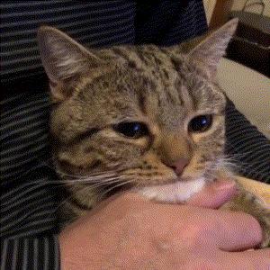 养猫首选这几种猫便宜好养,养猫推荐什么猫不会掉毛