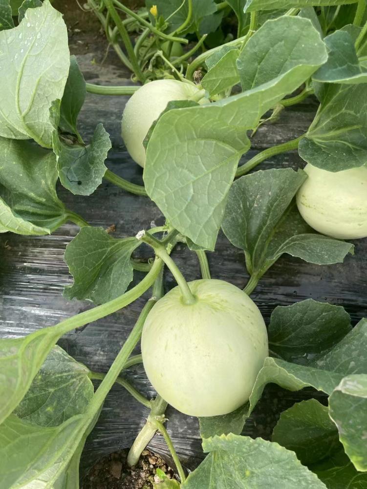 甜瓜哪个品种比较好卖,最新甜瓜产地价格