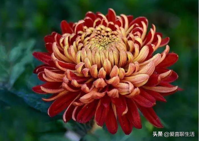 重阳节的禁忌和适合做什么,重阳节忌讳吃什么