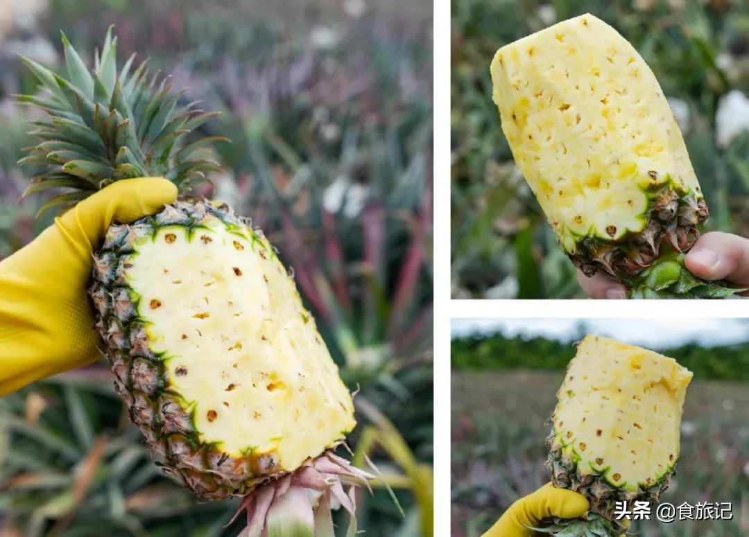 甜脆金钻凤梨,纯甜金钻凤梨菠萝