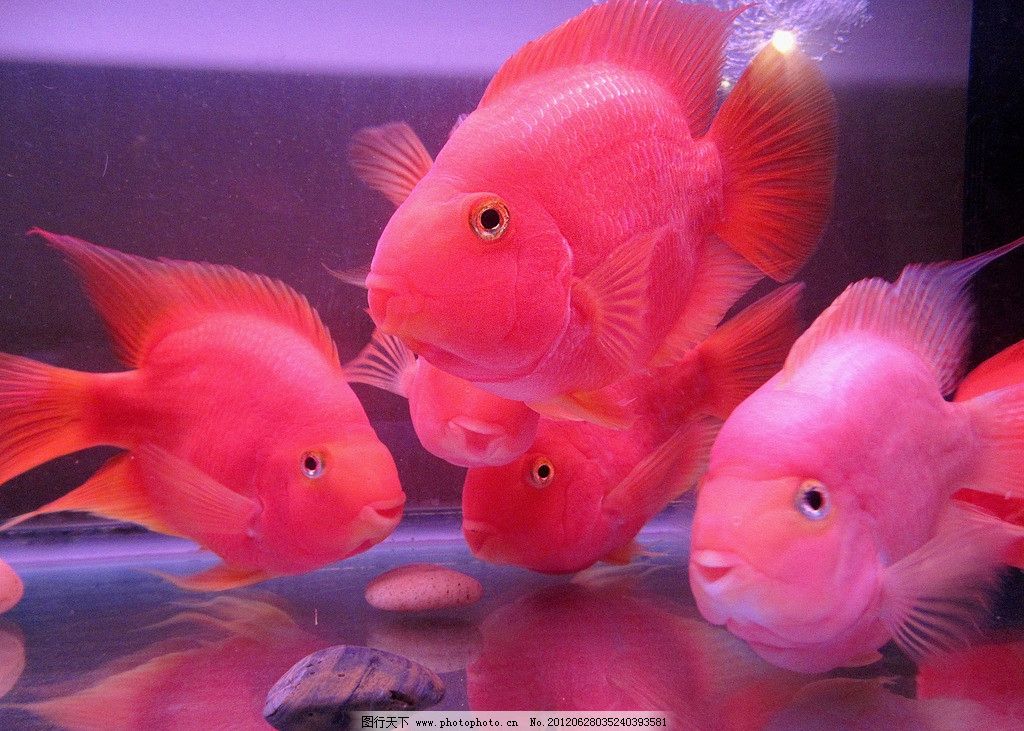 能人工饲养的鹦鹉鱼有哪些,鹦鹉鱼的饲养知识你知道吗