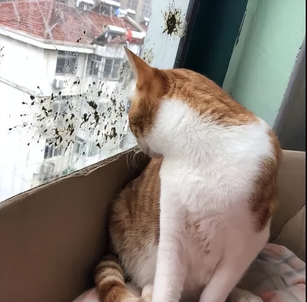 我哥窜稀，喷了我家猫一头粑粑！猫：我屎到淋头了...