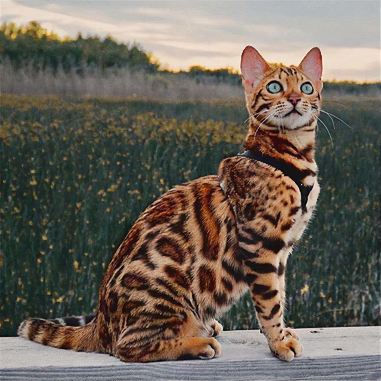 这几种猫不要养,哪几种猫便宜又好养