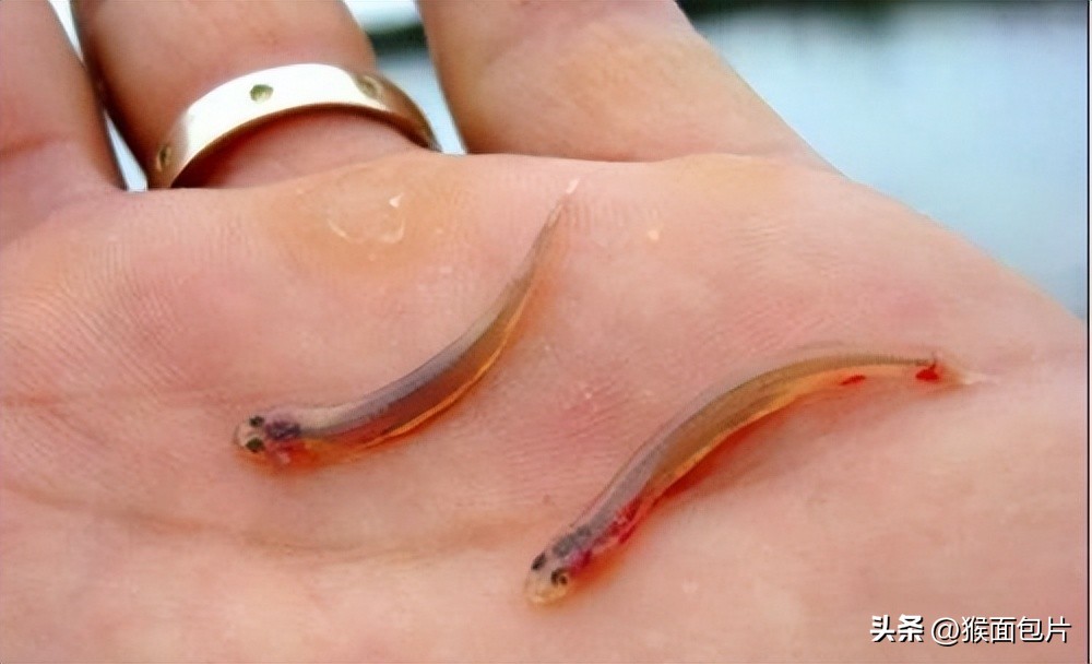 亚马逊雨林生存100天,亚马逊雨林生存楚河