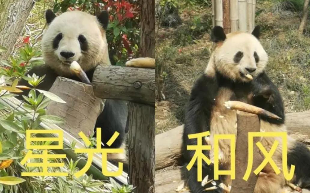 丫丫回到上海野生动物园了吗,丫丫现在回到上海动物园了吗