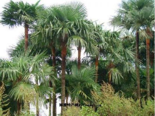 你对三峡知多少,你对太阳知多少