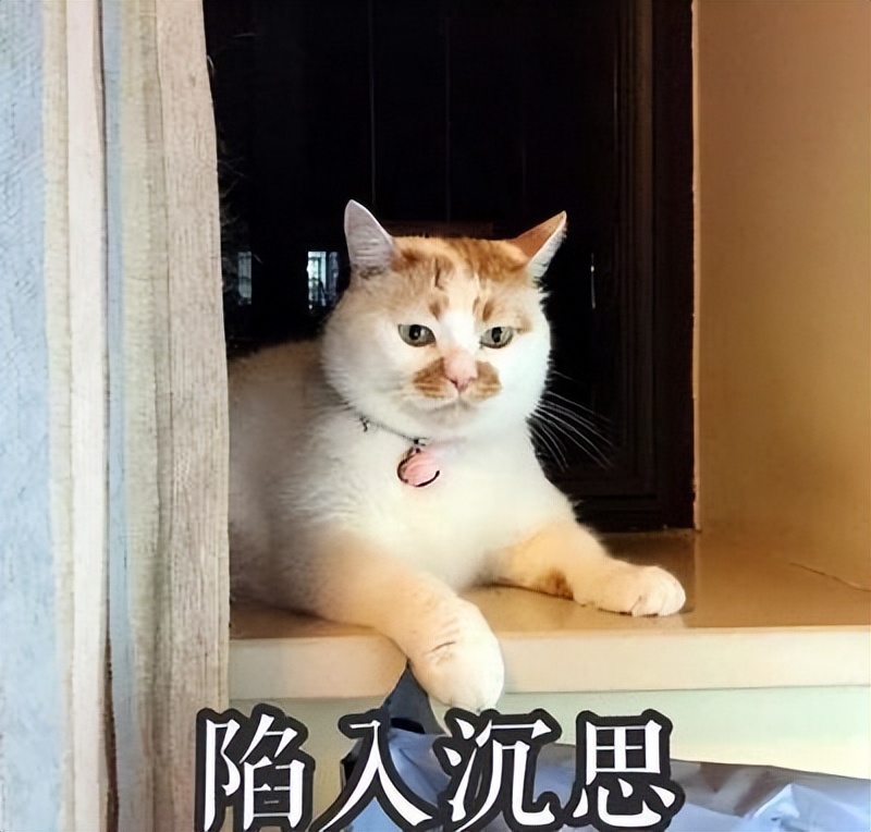 猫咪口臭严重是得了什么病吗,猫咪口臭的症状和治疗方法