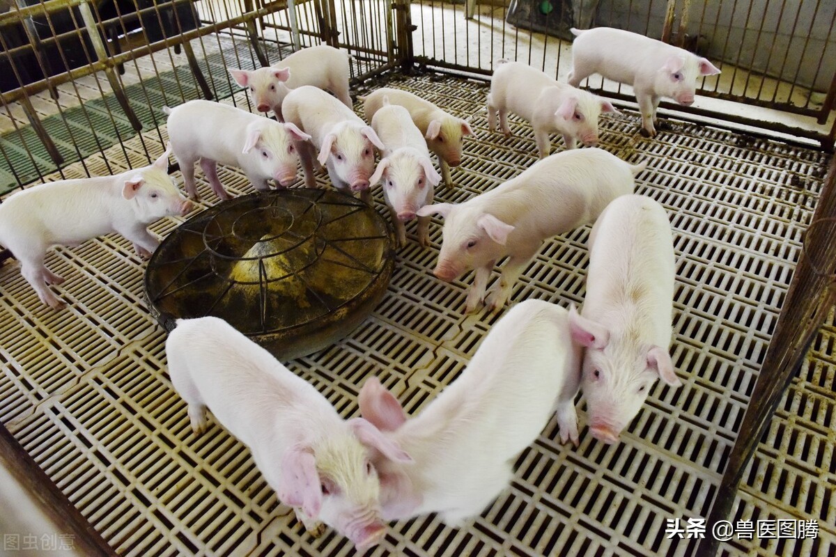 猪生病了一定要做到这5个方面,猪生病怎么治疗效果好