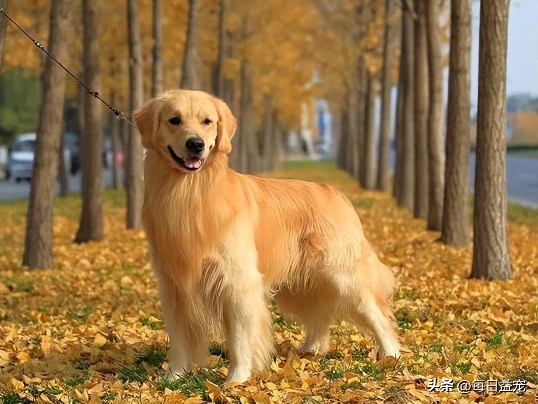 金毛生一窝19只,金毛一胎生了20只小奶狗