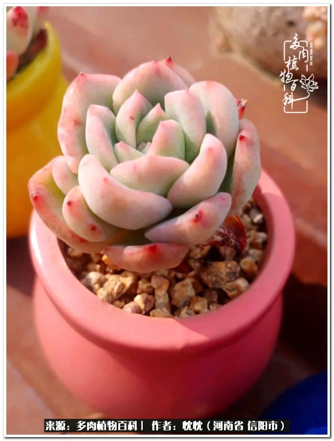 携一人白首择一城终老心之向往,携一人之手择一城终老图片