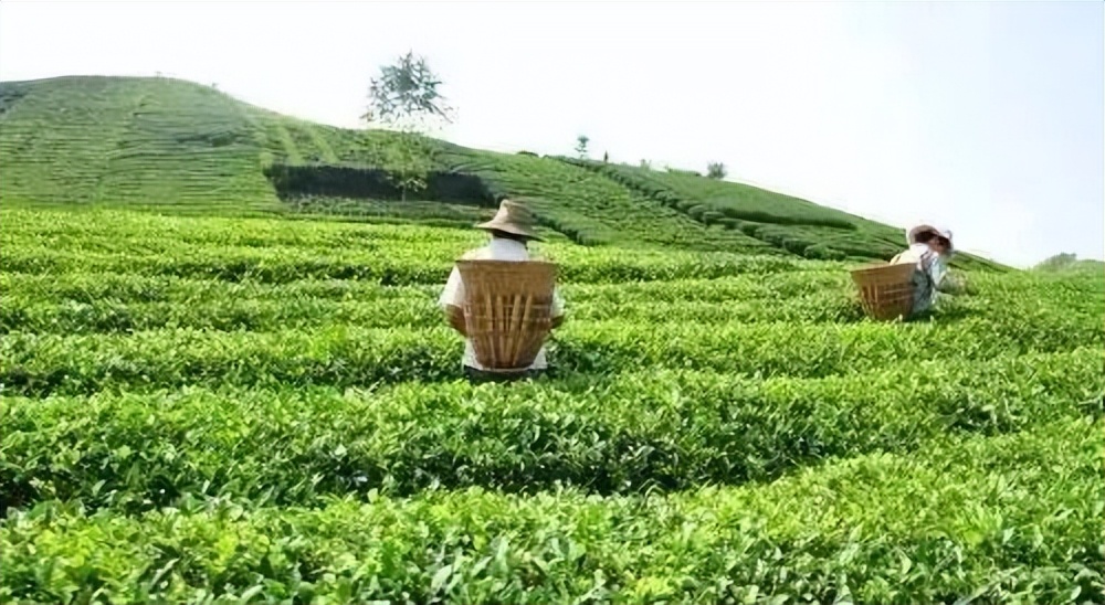 武夷星枞魁茶叶价格 (芳魁茶业有限公司电话)