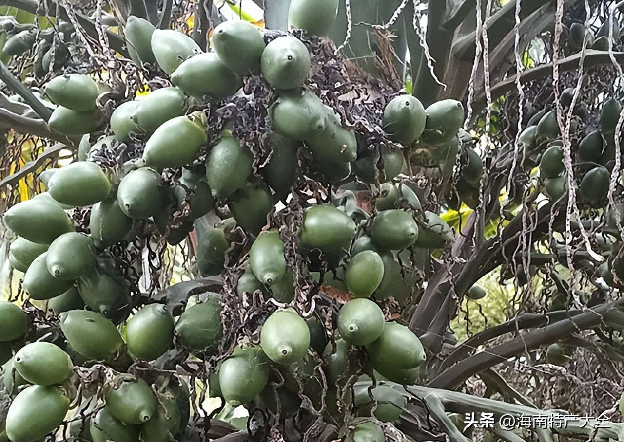 海南青果槟榔行情 (五年后海南槟榔行情会好吗)