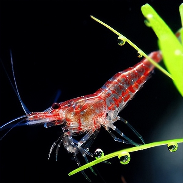 养宠物虾需要准备什么,哪种宠物虾比较好养